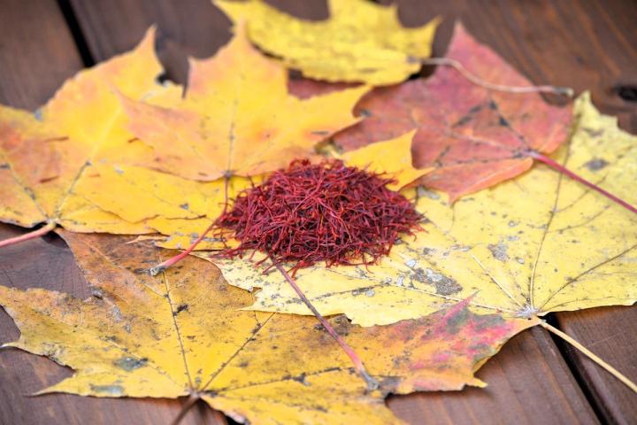 fall harvest of saffron stigmas sitting on top of golden maple leaves Pixabay photo
