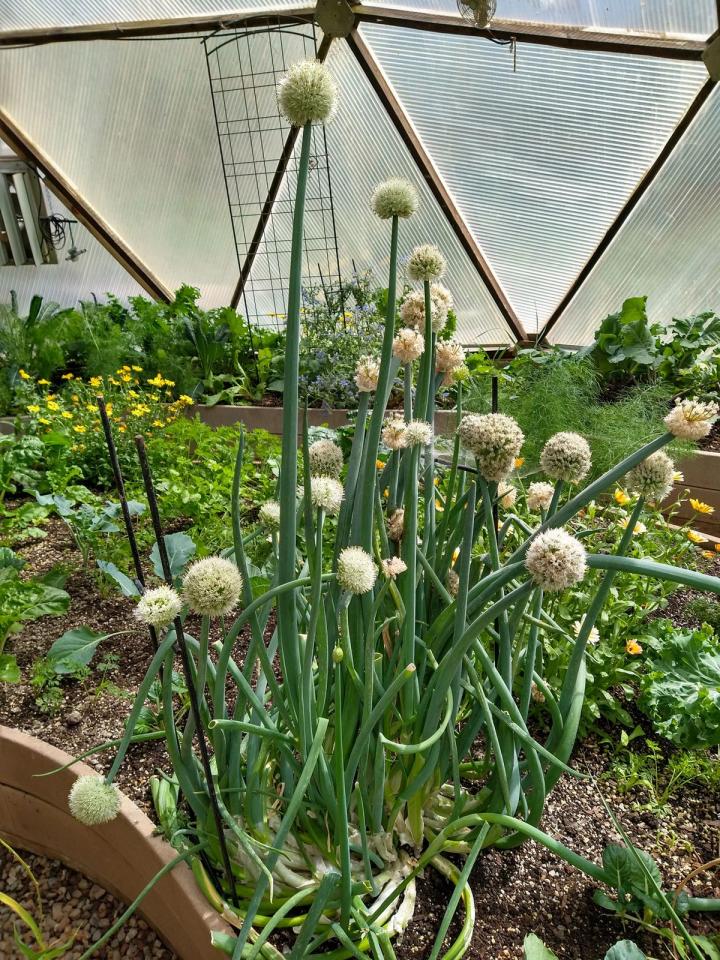 giant bunch of blooming chives in the center bed of a Growing Dome