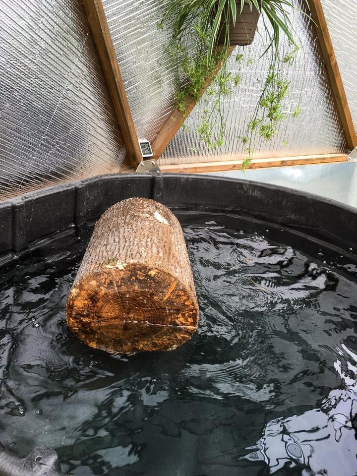 soaking shiitake mushroom logs