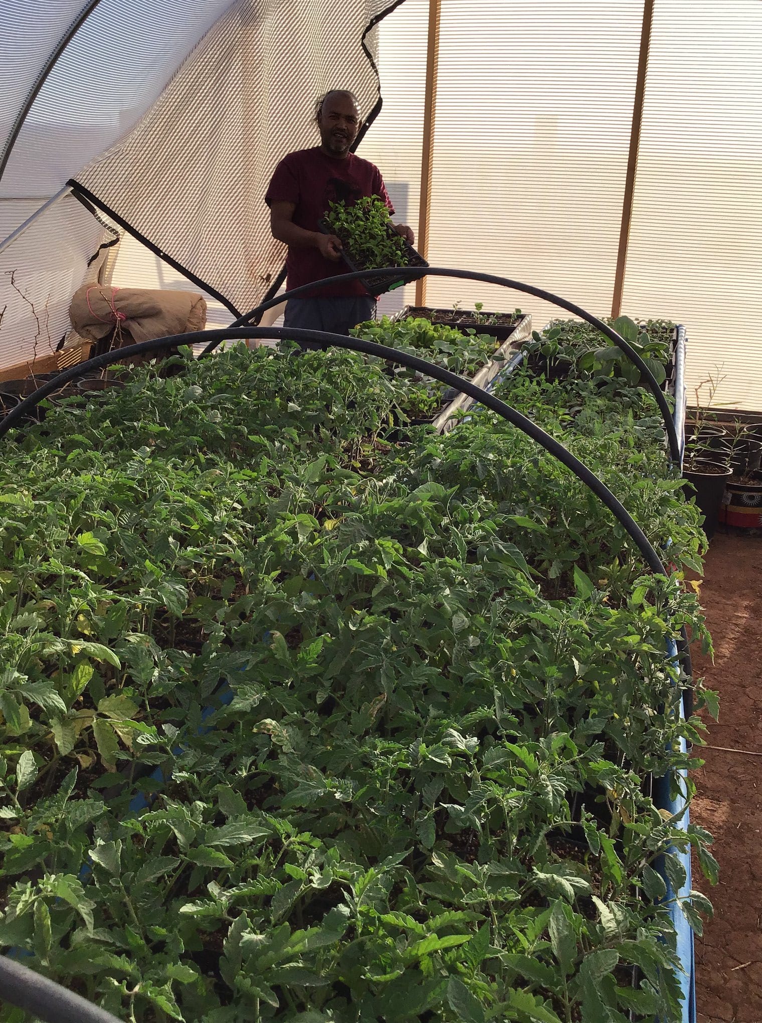 Tyrone Thompson growing starts in his hoop house