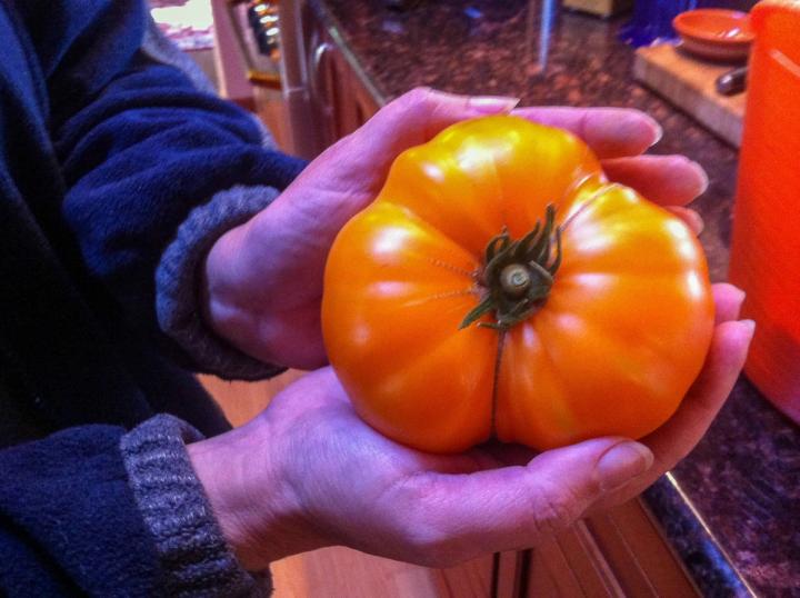 tomatoes