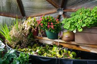 raised pond garden