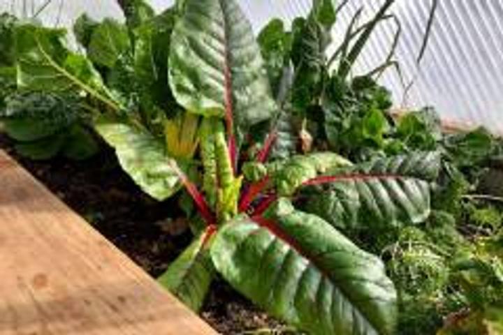chard