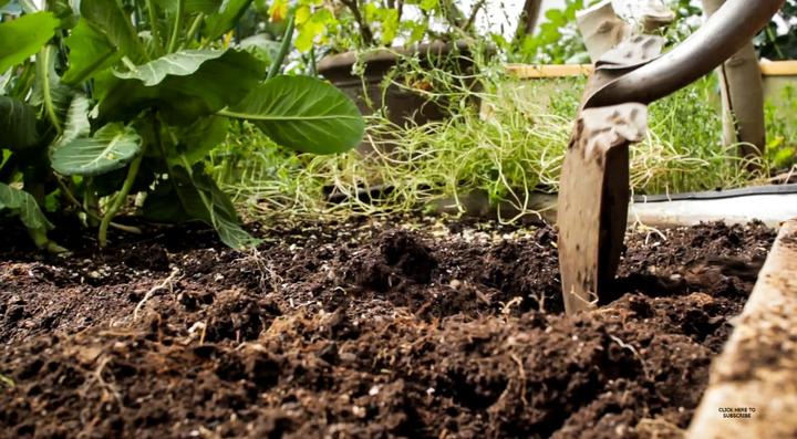 Turn Soil for Amending