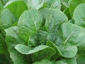 Winter lettuce growing in a greenhouse