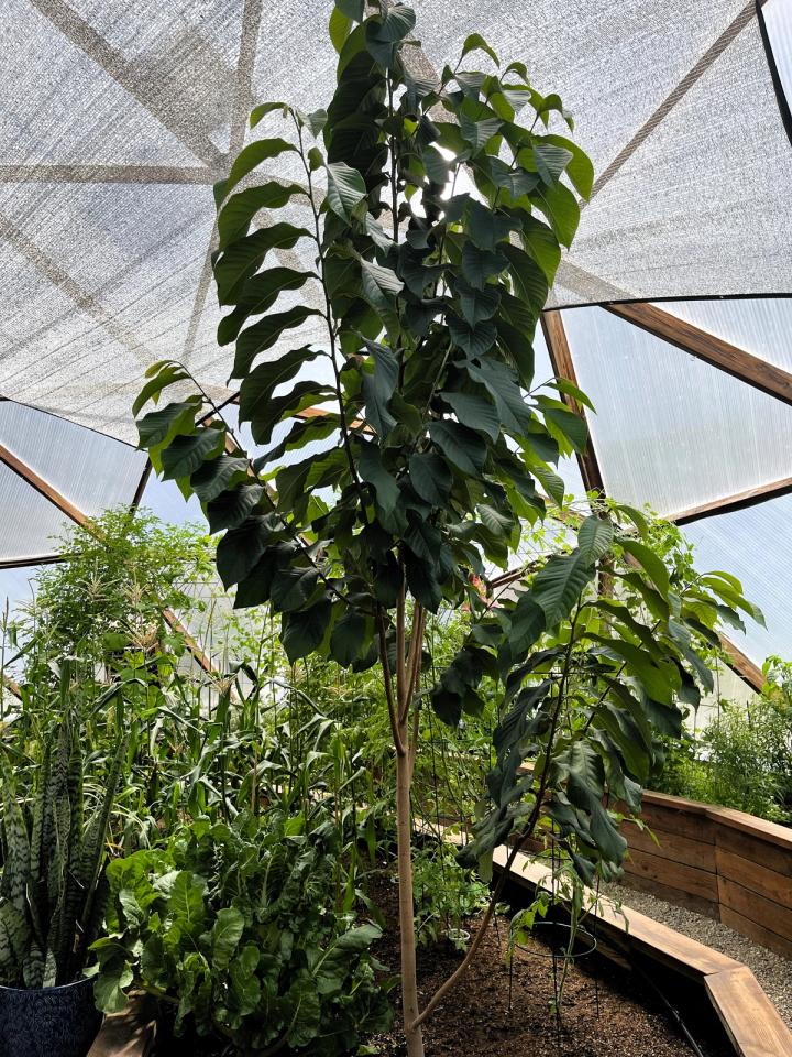 pawpaw tree growing in a raised bed in a growing dome greenhouse