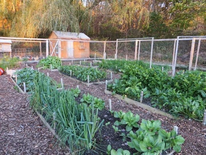 victory garden at Wayne's Auto Spa