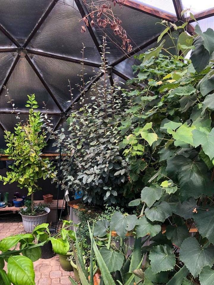 Bidermann greenhouse