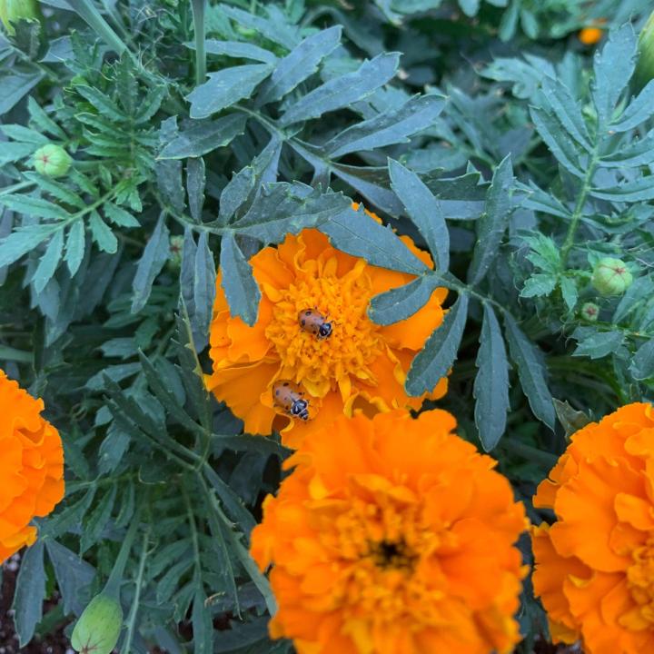 Orange marigolds with two ladybugs looking for aphids to eat