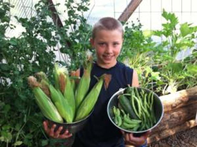 child harvest corn and green beans from a Tahoe Growing Dome