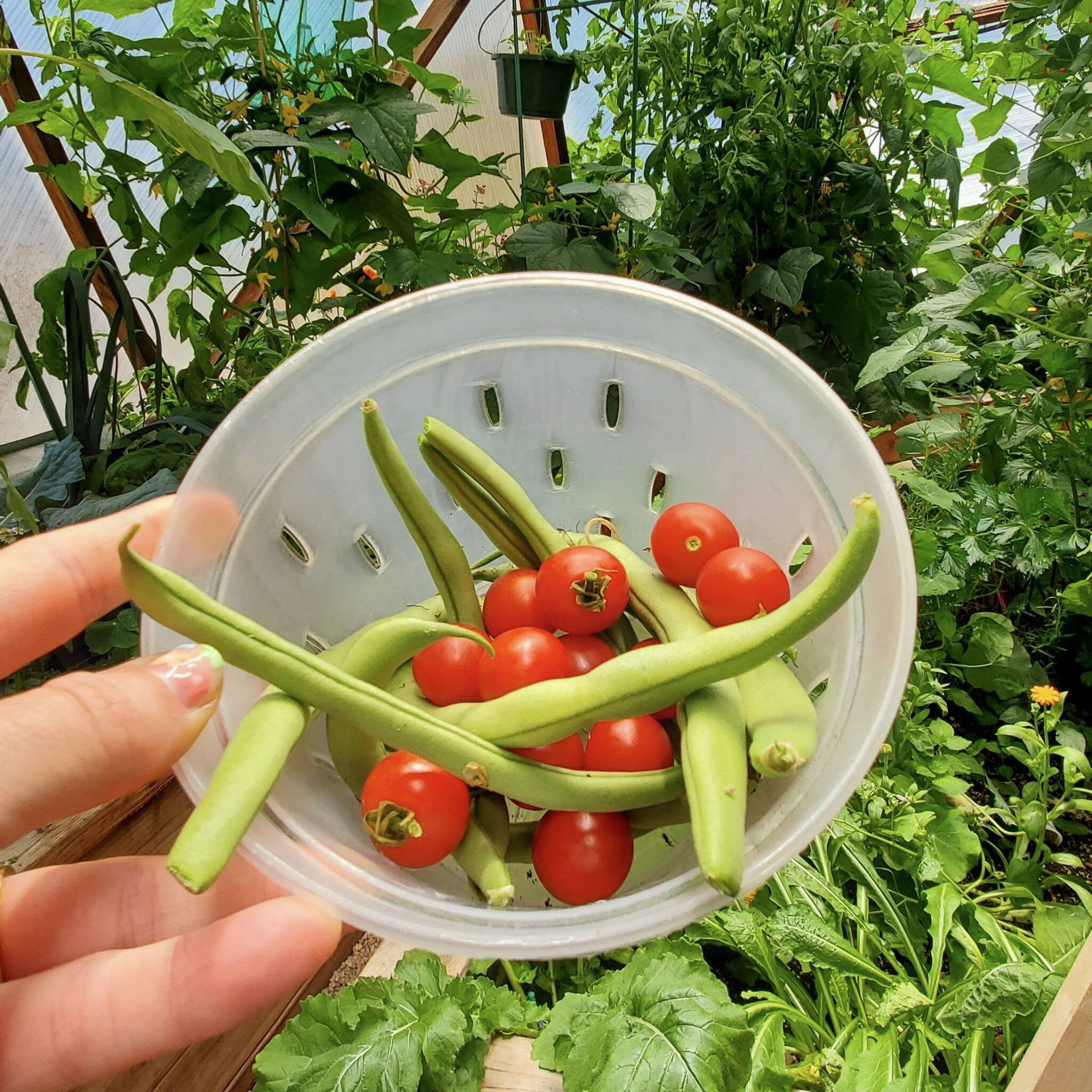 2-20230721_134127_Bean-and-Tomato-Salad-