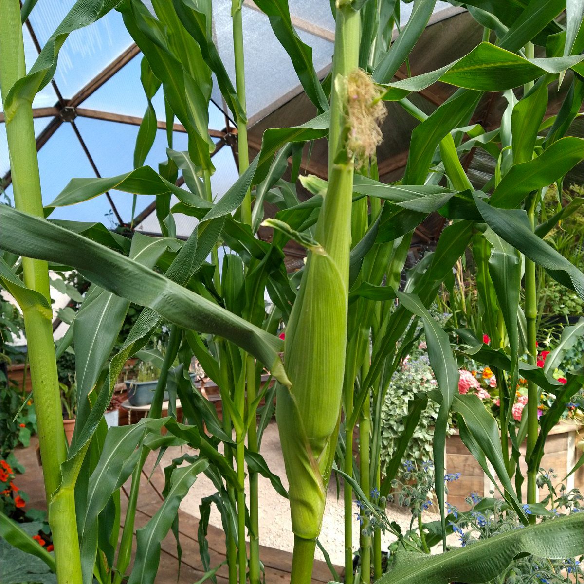 Corn with fresh silk growing on a stalk in a 42' Growing Dome greenhouse