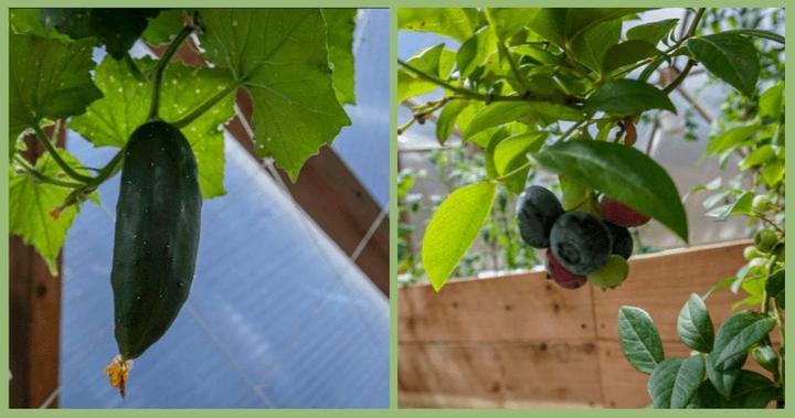 Cucumber & Blueberries in the Restaurant Greenhouse