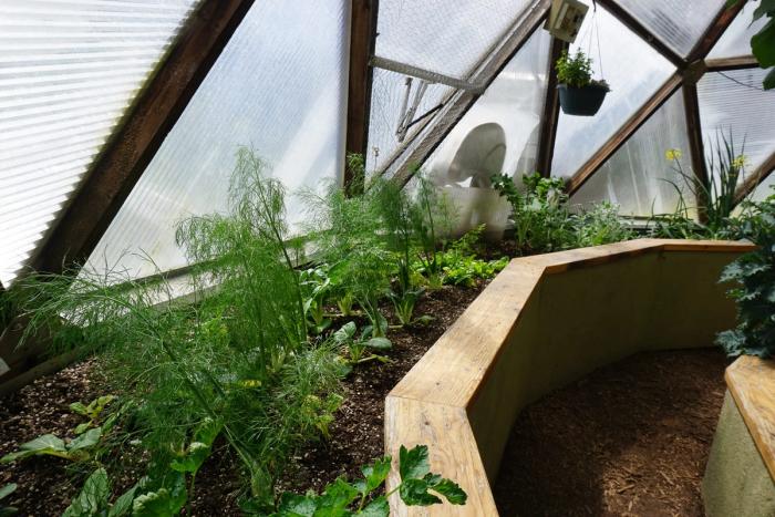 fennel plants in the spring