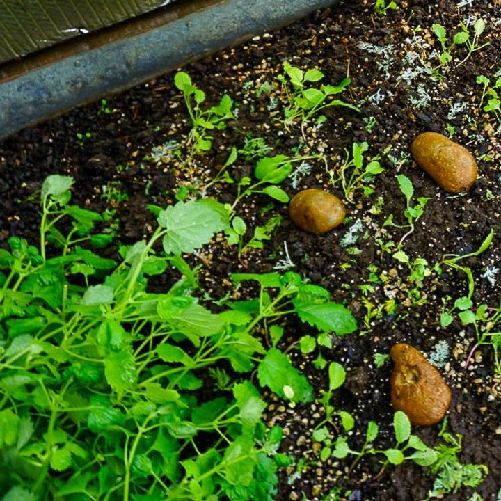 Potatoes sliced in half with cut side down in a raised garden bed to trap pill bugs