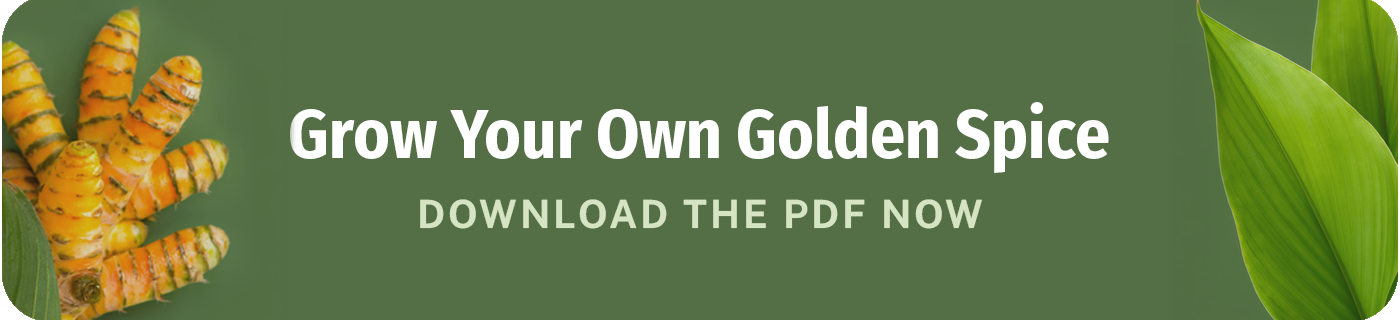 grow your own golden spice download the turmeric growing guide now