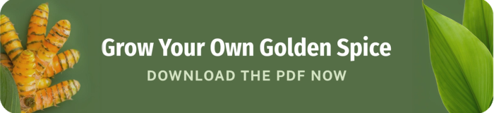 grow your own golden spice download the turmeric growing guide now