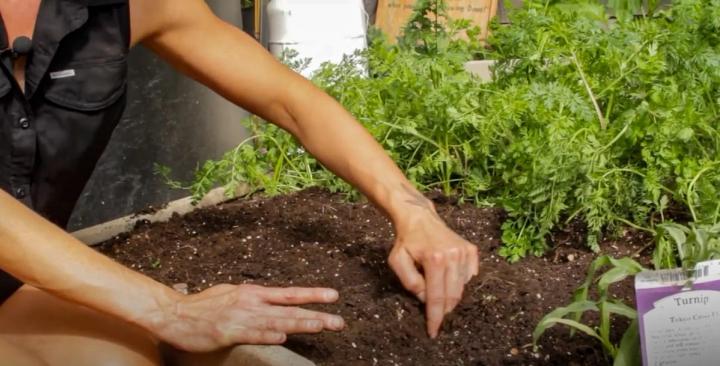Direct Sowing