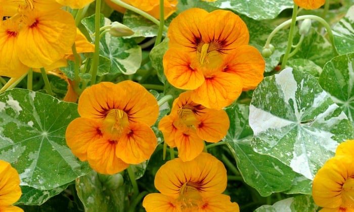 bright yellow-orange nasturtiums