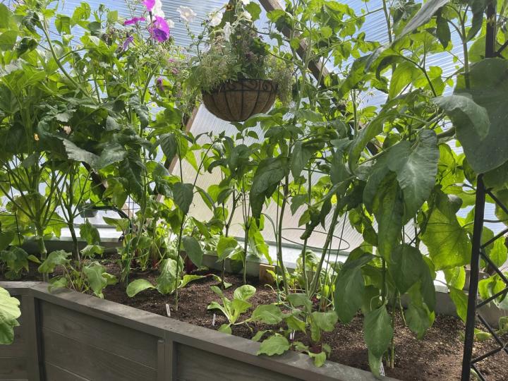 tall summer crops, peppers and tomatoes, with a hanging basket in between and cold-hardy beets and cabbages sprouting below