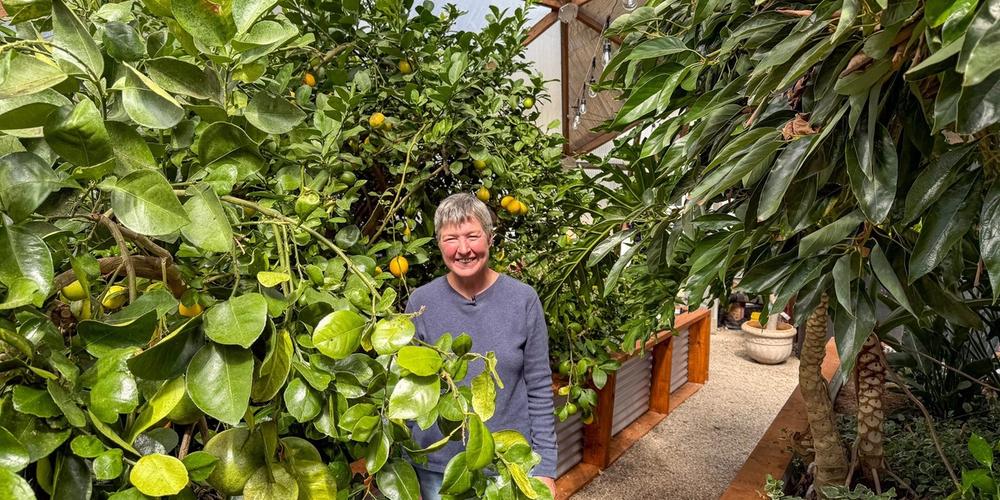 A woman standing in the midst of a geodesic greenhouse with jungle-like citrus and avocado trees.