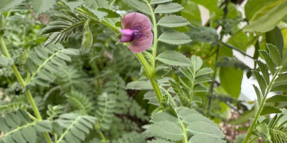 chickpea plant