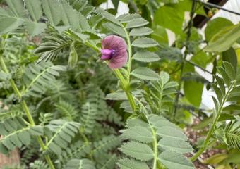 chickpea plant