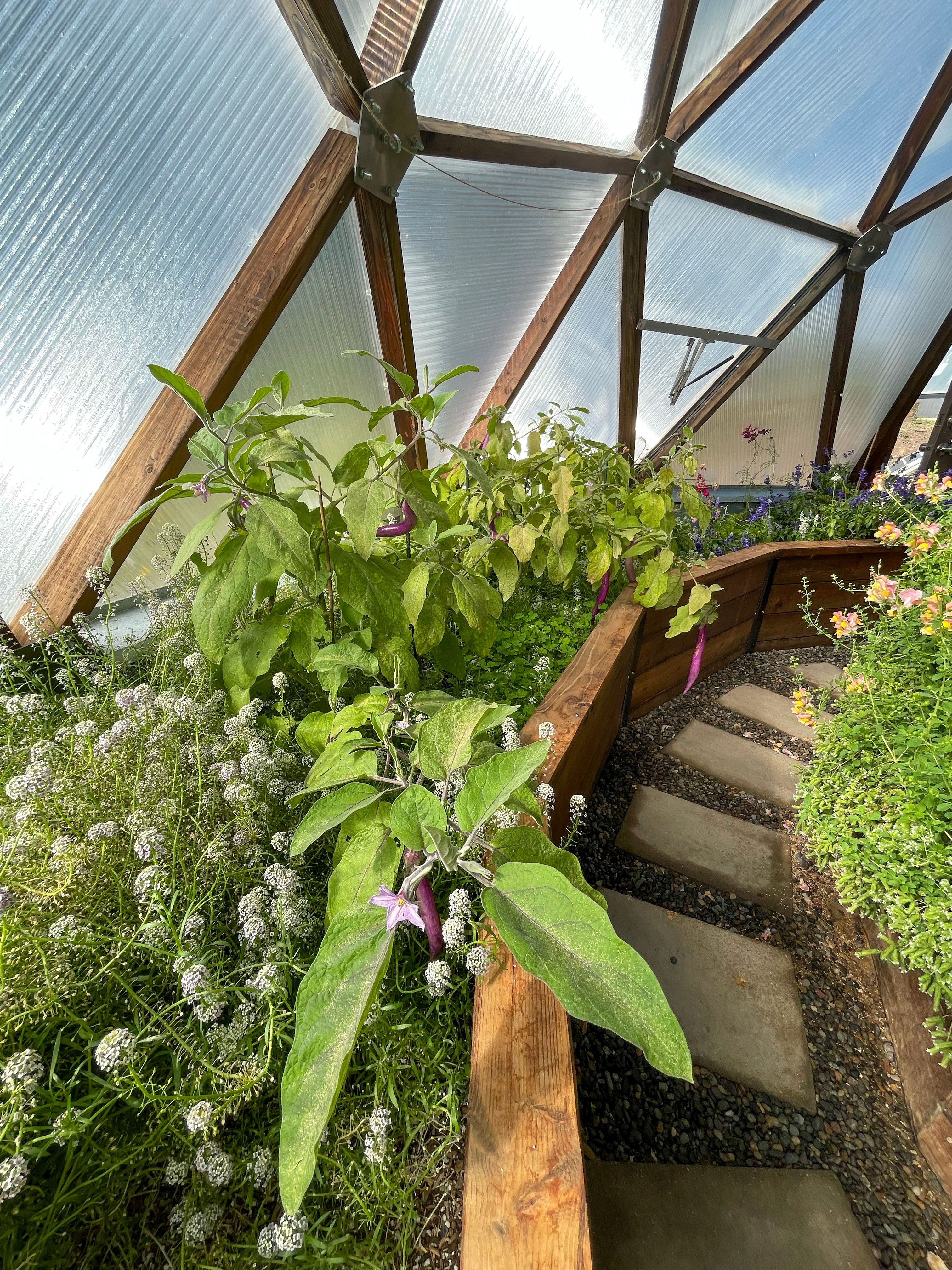 japanese eggplant growing in a growing dome greenhouse