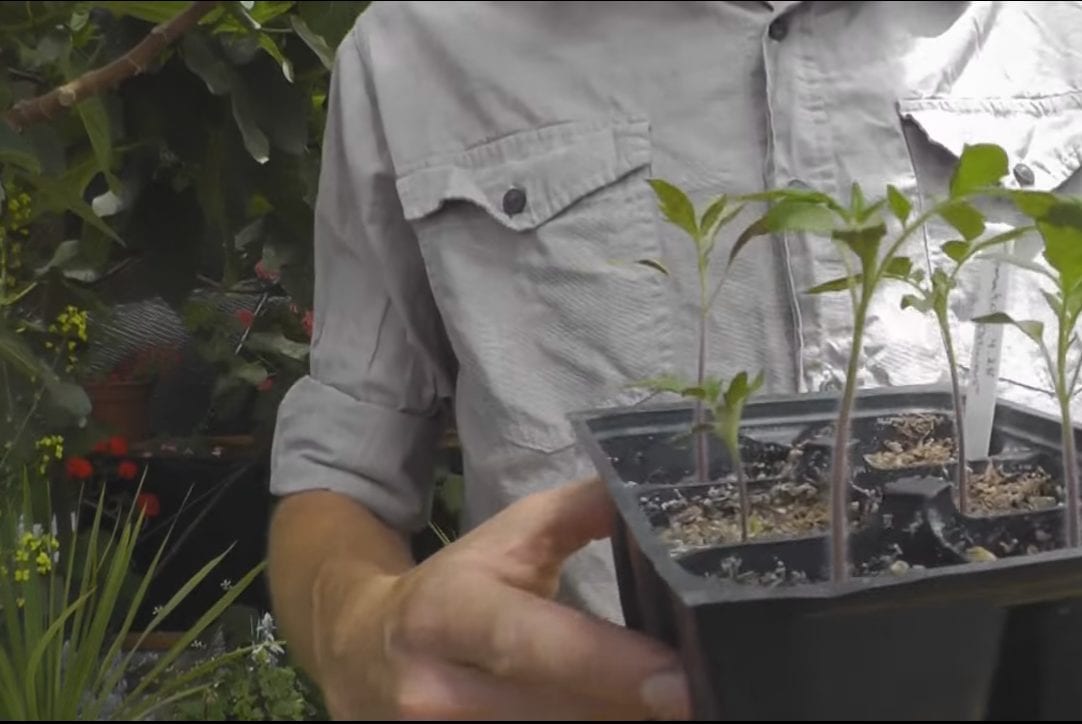 seed germination