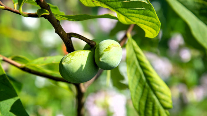 small green pawpaw fruit on a tree