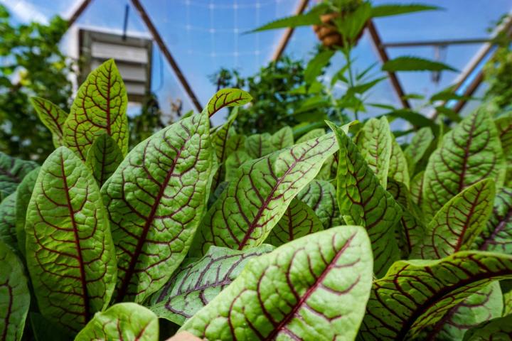 grow sorrel in your garden