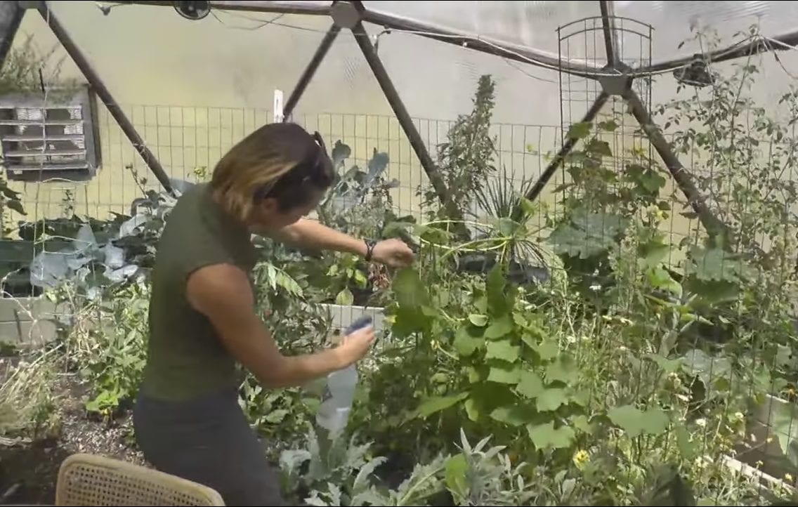 applying pest management solution while greenhouse growing