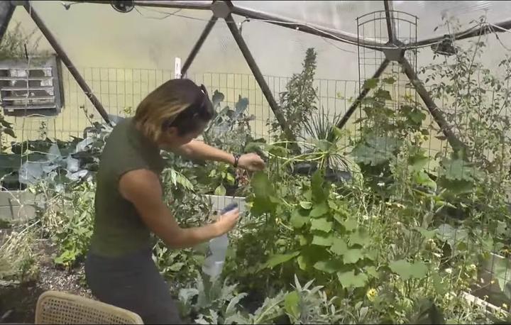 applying pest management solution while greenhouse growing