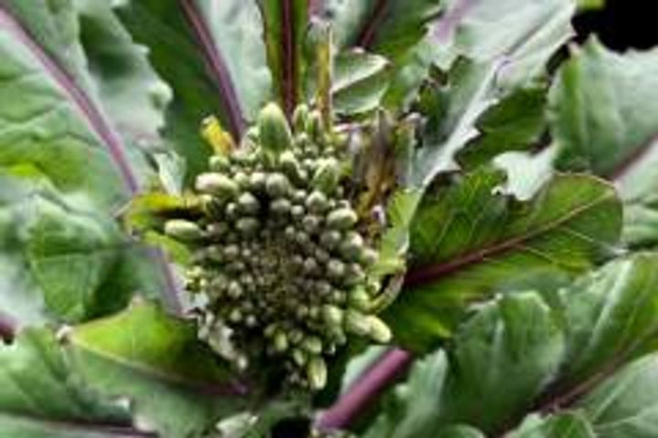 broc