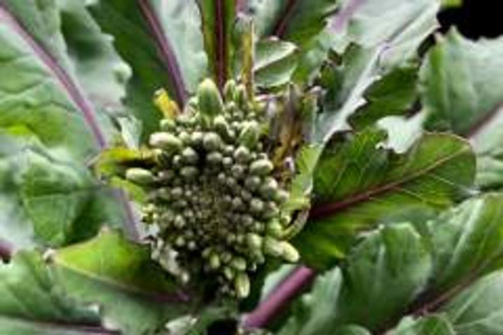broc