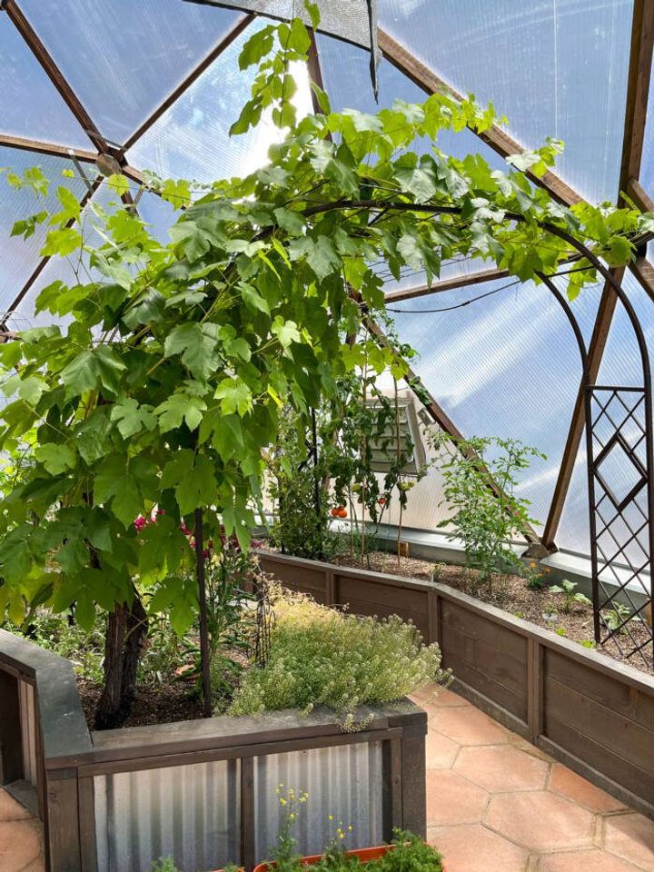 perennials like this grapevine growing in a 33' Growing Dome are an exception to the crop rotation rule as they need time to establish