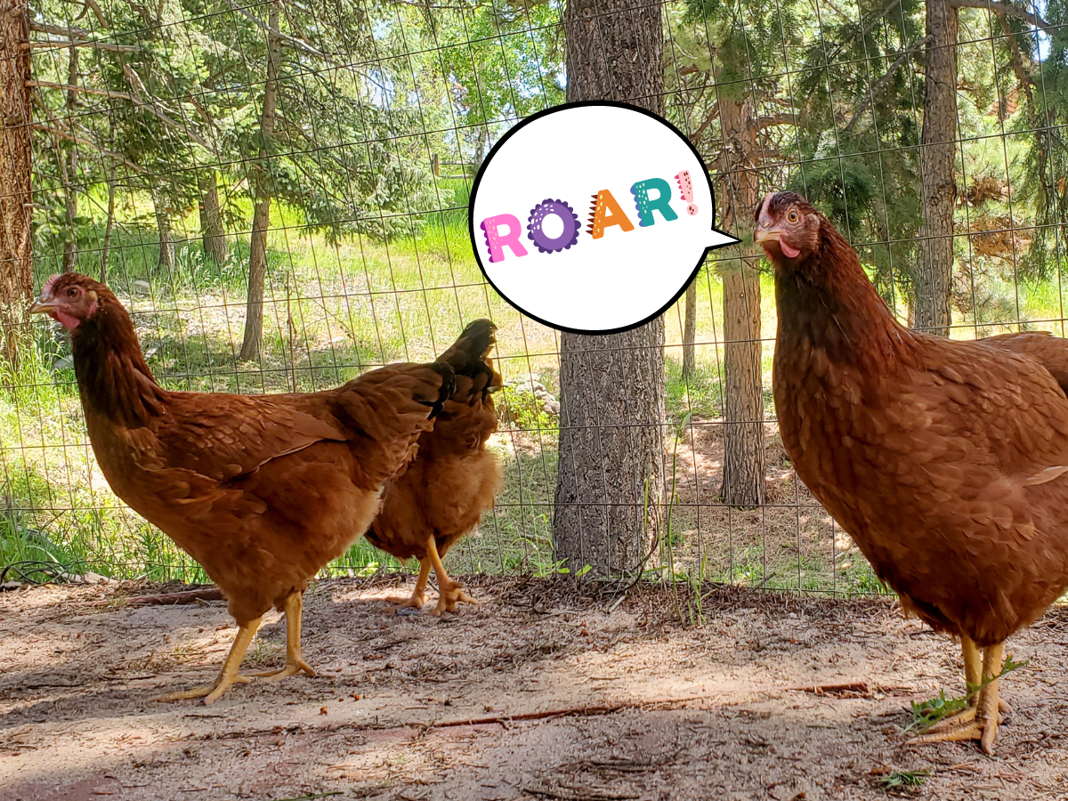 Chicken dinosaur