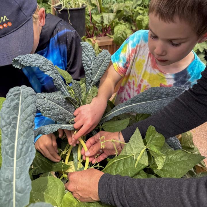 Young boy in a tie-dye shirt being shown a bean growing on the vine