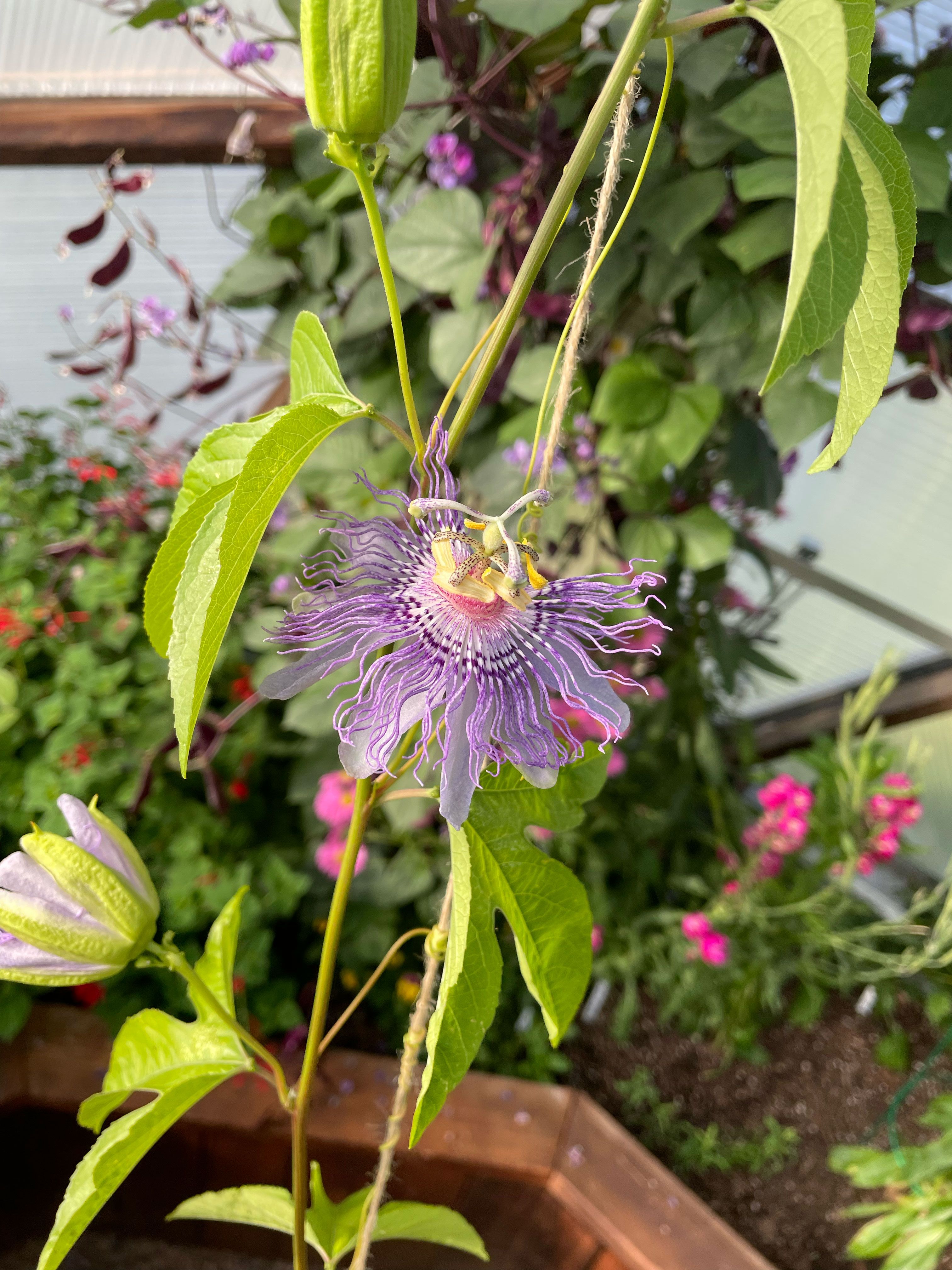 passion flower vine with flowers and buds growing in a greenhouse with other flowers in the background