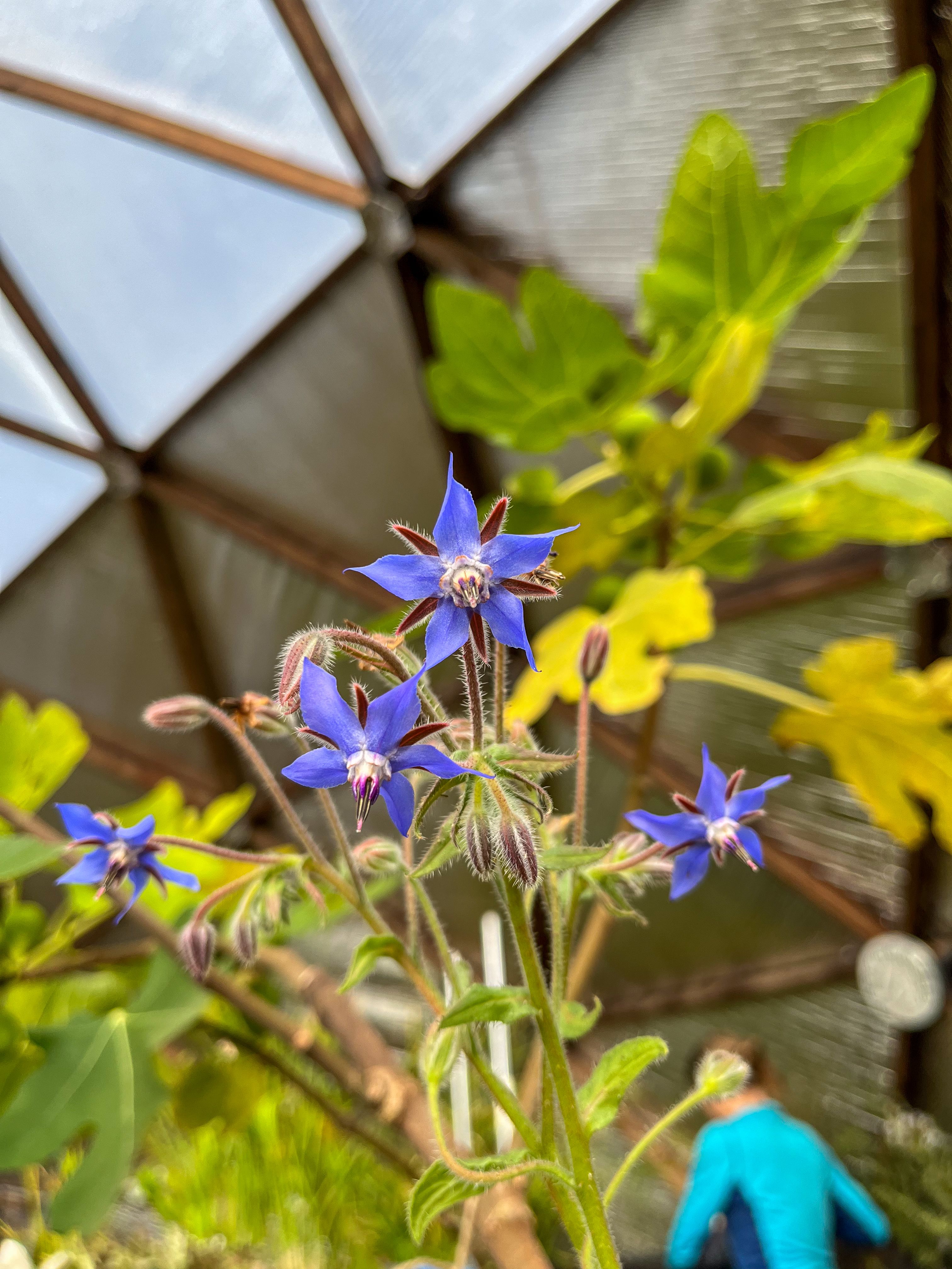 vibrant blue borage flower framed by lime green foliage and soft focus of someone working in the back of the greenhouse