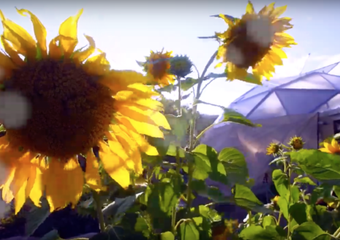 Screen Shot 2018-11-14 at 1.18.21 PM