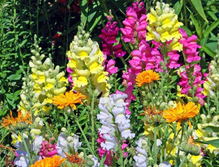 multi-colored snapdragons