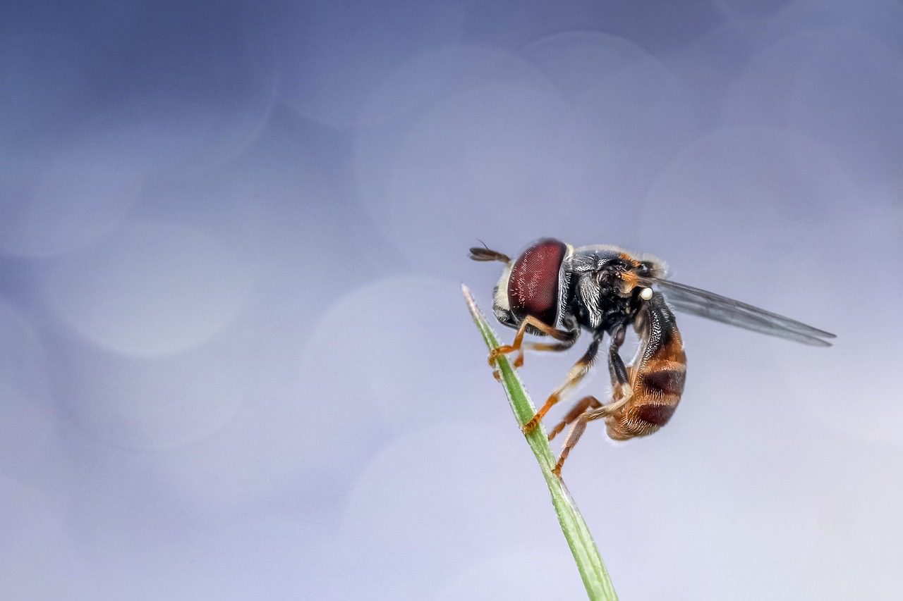Hoverfly on plant