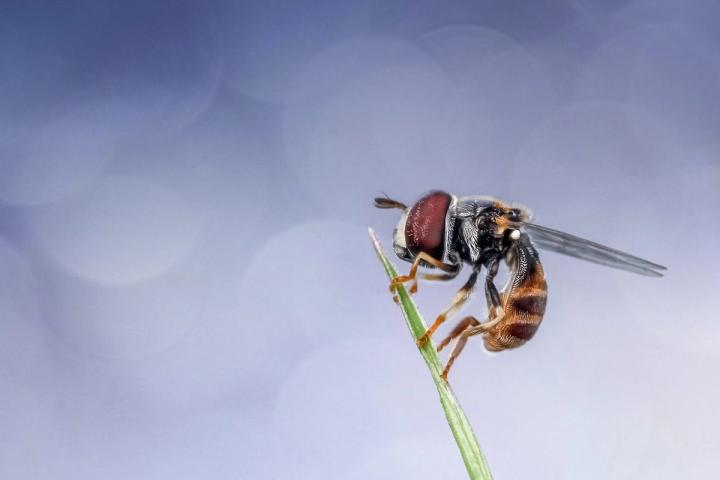 Hoverfly on plant