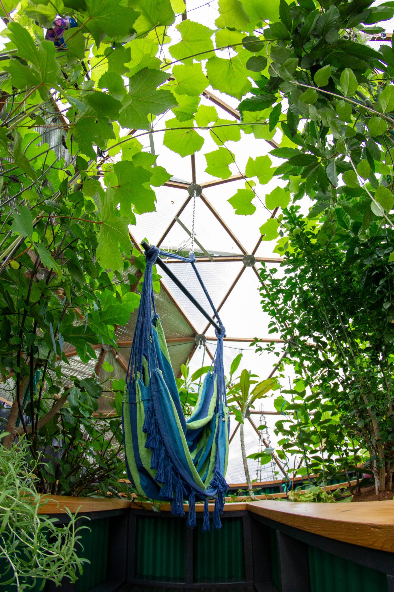 Blue and green hammock hanging in the center of a 22' Growing Dome greenhouse surrounded by greenery
