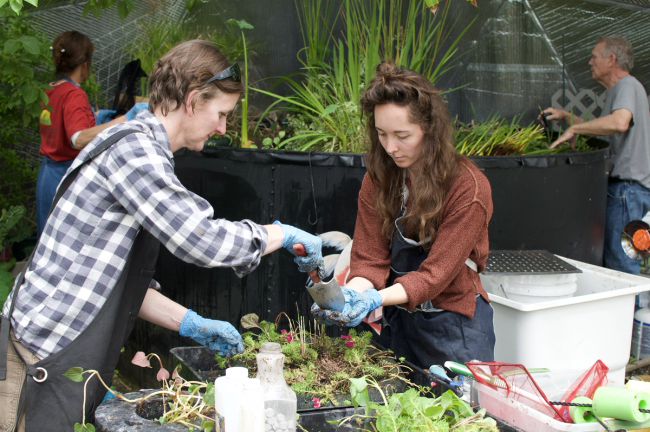 people working with pond plants in greenhouse