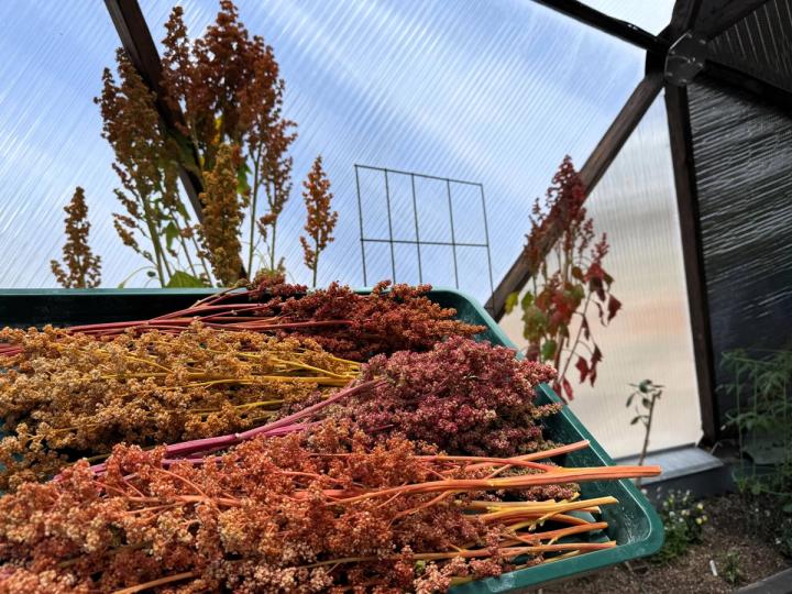 harvested quinoa on a tray held in front of quinoa plants growing in a growing dome