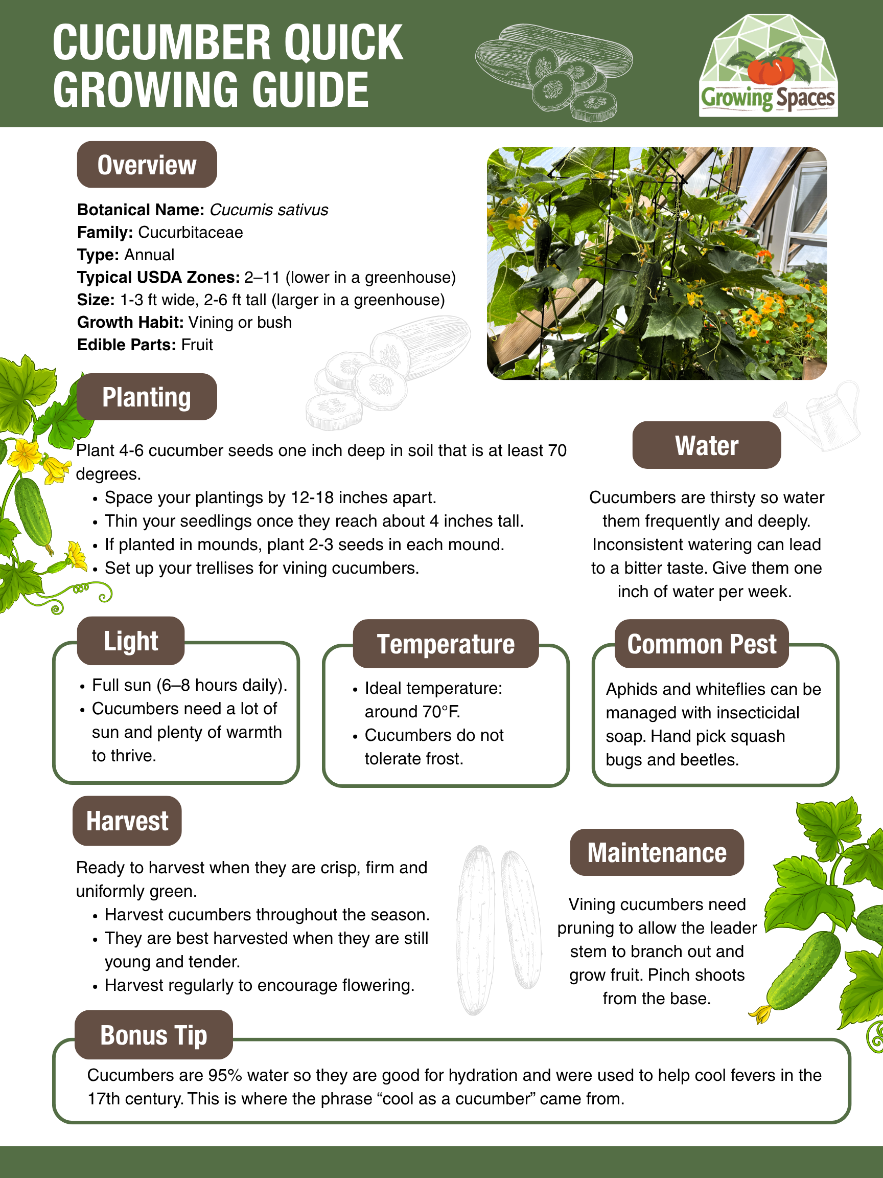 Cucumber Growing Guide image