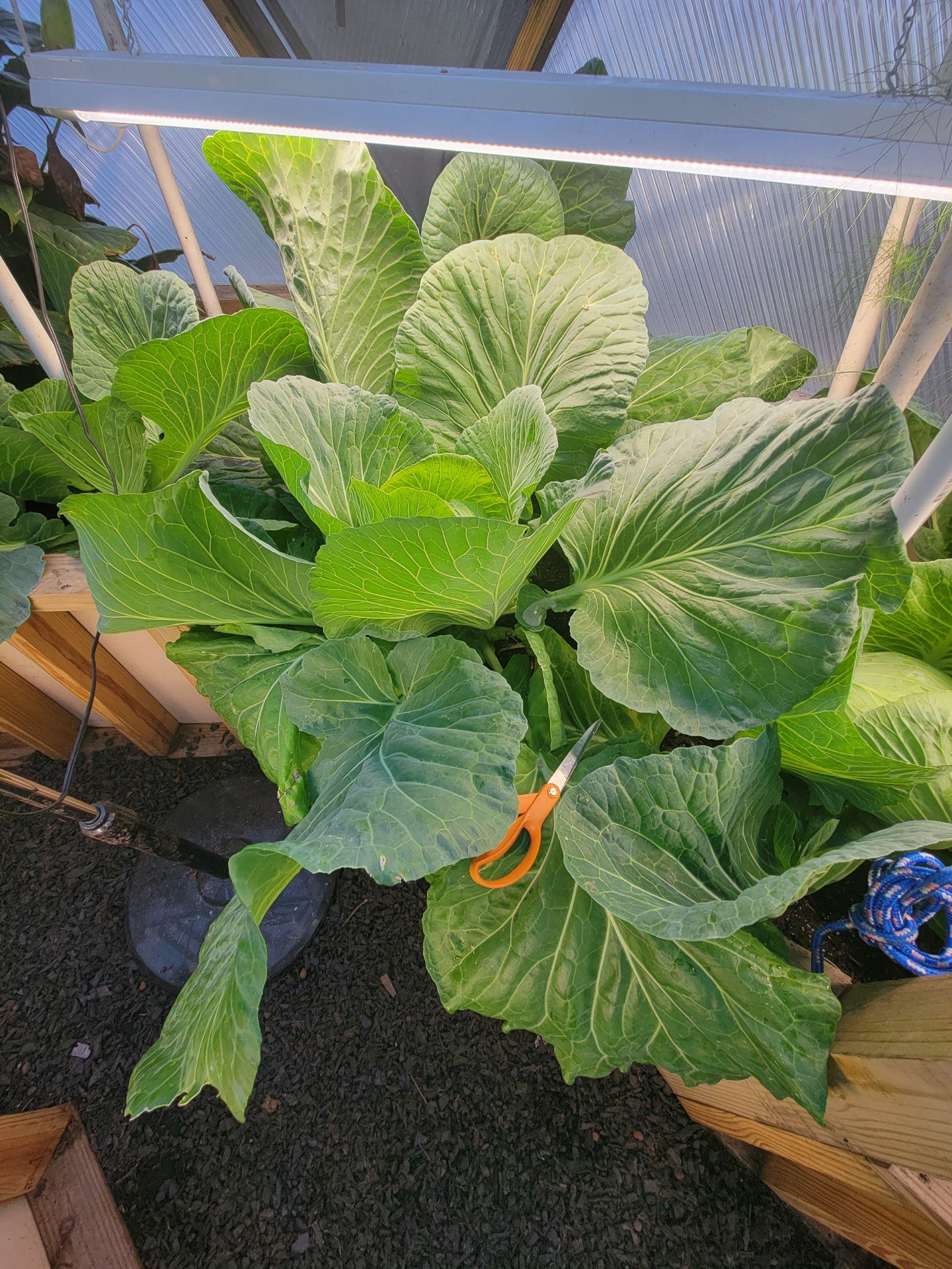 Collard greens growing inside a Growing Dome in Clayton, North Carolina