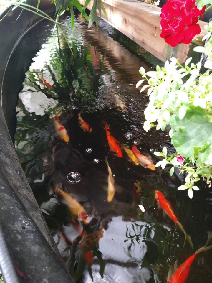 fish in pond